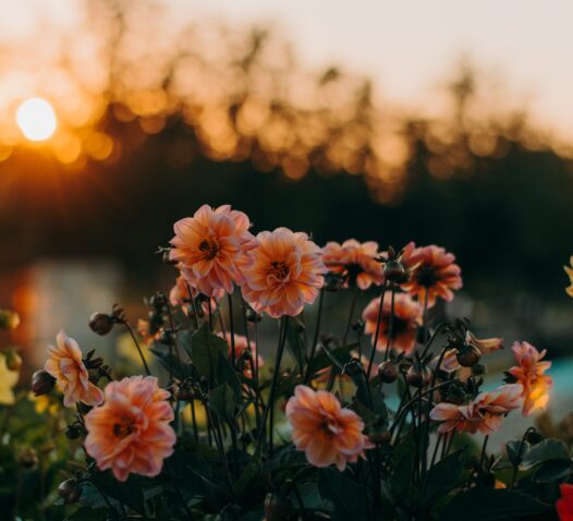 Rosa blommor blommar i motljus av en solnedgång.