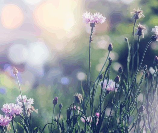 Rosa vilda blommor i fokus mot en oskarp bakgrund av grönska.